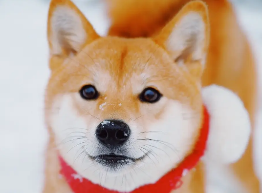 柴犬乱吃东西怎么办？这两个方法最有效！