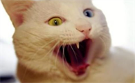 猫咪不乖怎么办?猫猫不乖如何教育?