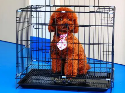 泰迪幼犬要关笼子吗 泰迪幼犬要关笼子吗
