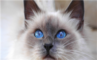 布偶猫几个月显色？布偶猫显色原来有这么多差别？
