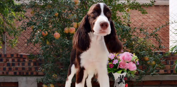 哪里有史宾格犬舍