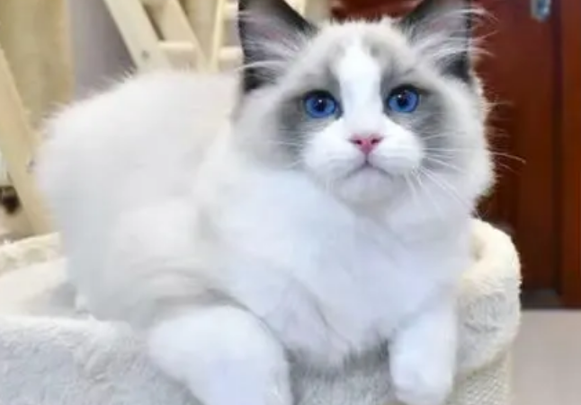 布偶猫屁股很臭怎么回事？布偶猫解决屁股臭的三大方法！