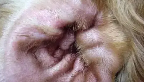 狗狗中耳炎的症状及治疗方法? 狗狗中耳炎的症状及治疗方法?