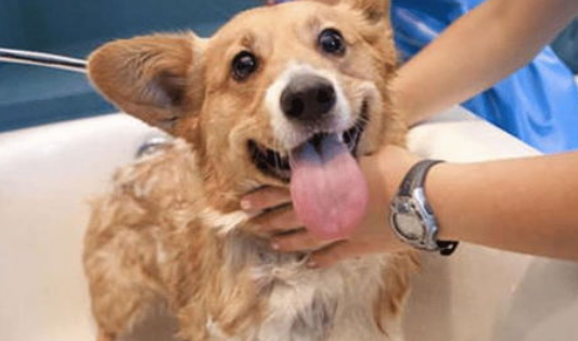 狗狗冬季洗澡美容实用指南！