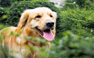 金毛幼犬吃少了会导致什么