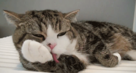 大宠爱猫咪舔到了怎么办? 大宠爱猫咪舔到了怎么办?