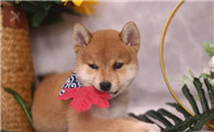 小学生适合养柴犬不