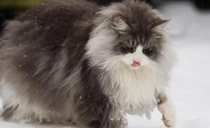 怎么训练挪威森林猫？
