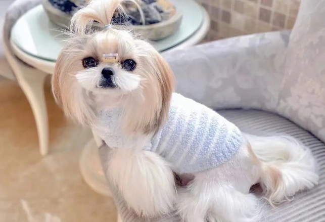 西施犬的美容梳理和洗澡方法？