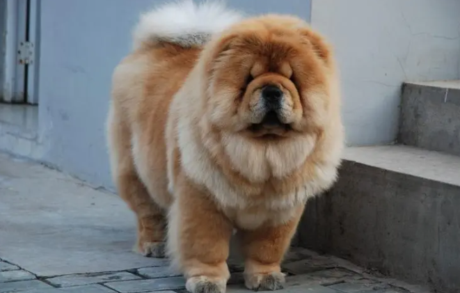 松狮犬的发情时间、发情症候 以及狗的发情周期