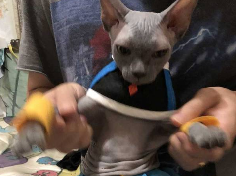 比鲁斯猫的价位多少钱一只 比鲁斯猫的价位多少钱一只