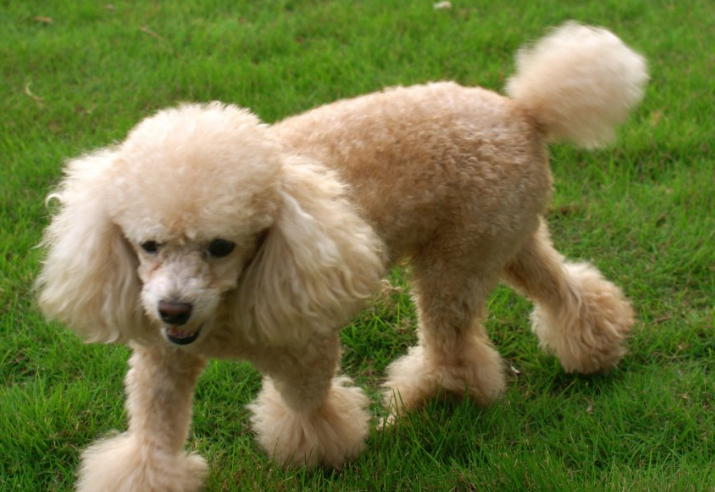 最好训练的小型犬