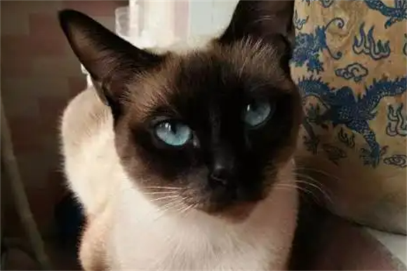 暹罗猫肚子胀怎么回事? 暹罗猫肚子胀怎么回事?
