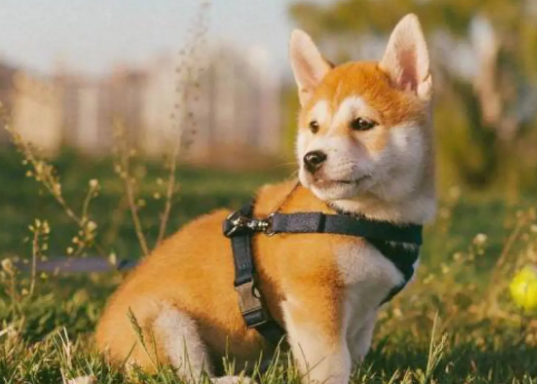 柴犬幼犬拉稀,引起柴犬幼犬拉稀的几大原因 柴犬幼犬拉稀,引起柴犬幼犬拉稀的几大原因
