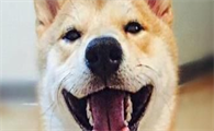 柴犬能不能喝酸奶？柴犬喝酸奶原来好处这么多