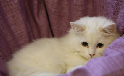 刚出生的小猫身上有跳蚤怎么办?