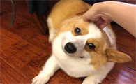 什么是心丝虫?怎么防治心丝虫?