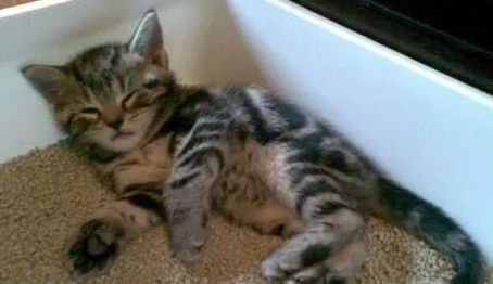 为什么有些猫不用猫砂？怎么训练猫用猫砂？