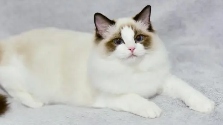 养布偶猫对人身体的害处 养布偶猫对人身体的害处