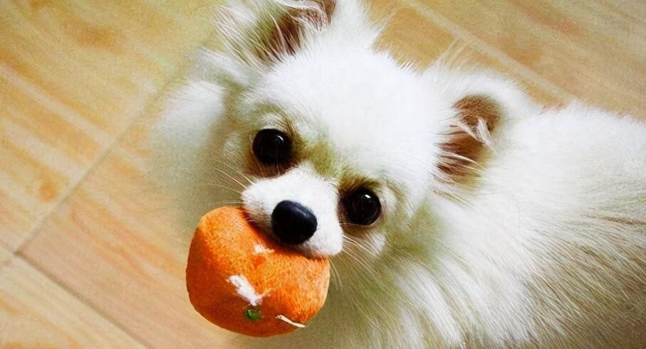 博美犬常见口腔和牙齿疾病