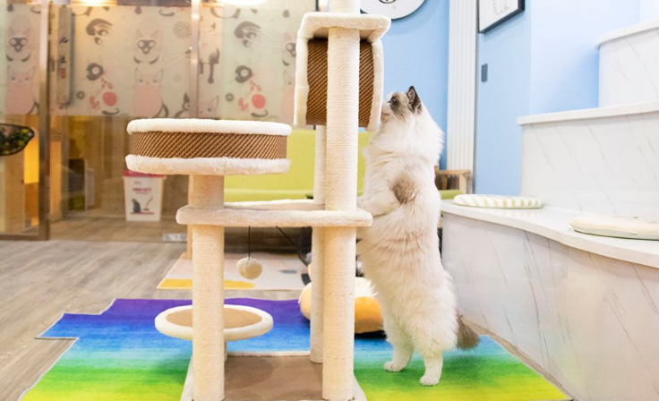 猫舍繁育权什么意思