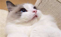 布偶猫喜不喜欢被抱，布偶猫不喜欢被人抱是怎么回事？