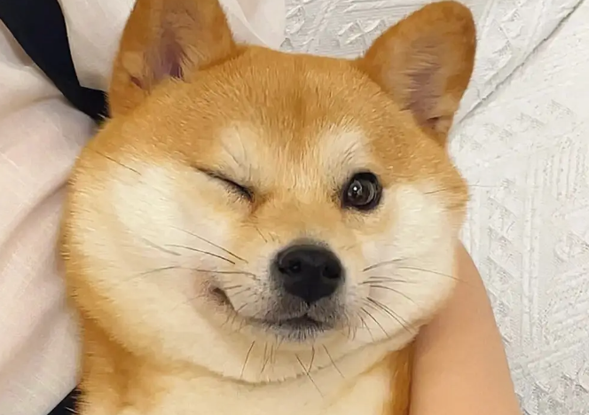 柴犬多大会笑，柴犬笑是什么含义？