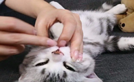 猫咪为什么讨厌吃药