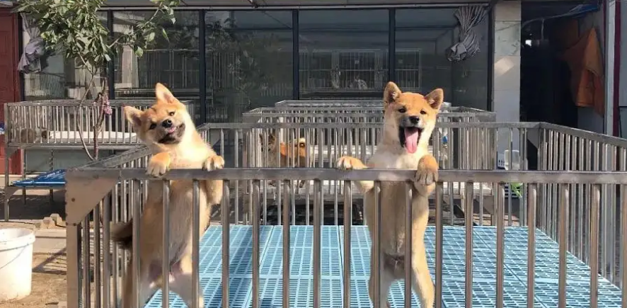 北京犬舍哪里正规