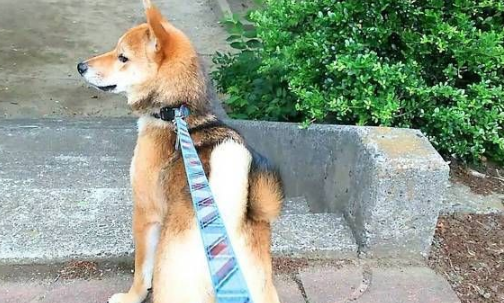 柴犬耳朵大怎么办？柴犬耳朵大原来是这个原因！