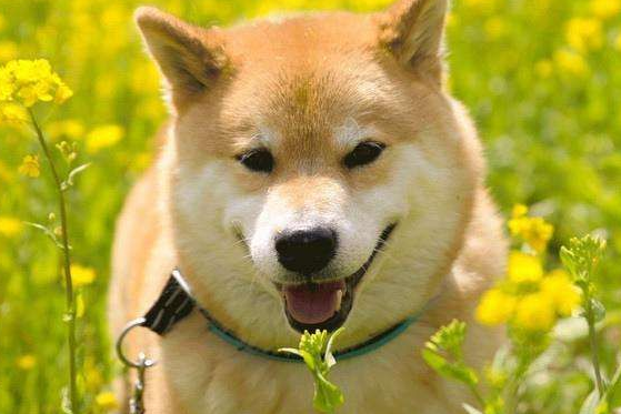 自制柴犬狗粮的做法,自制柴犬狗粮有哪些注意事项? 自制柴犬狗粮的做法,自制柴犬狗粮有哪些注意事项?