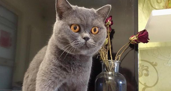 怀孕猫咪发烧了怎么办？猫咪怀孕了发烧会怎么样？
