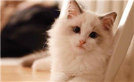 纯血统布偶猫有什么特征?这个特征就足够证明了!