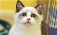 布偶猫眼睛一大一小，引起布偶猫眼睛一大一小的原因竟然是这样！