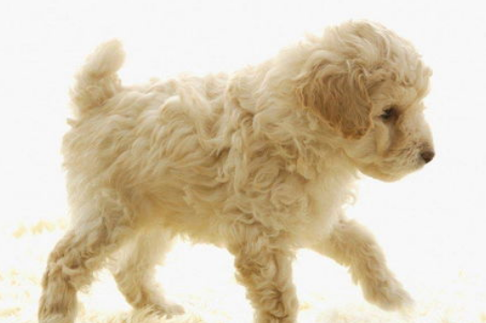 贵宾犬AKC标准？