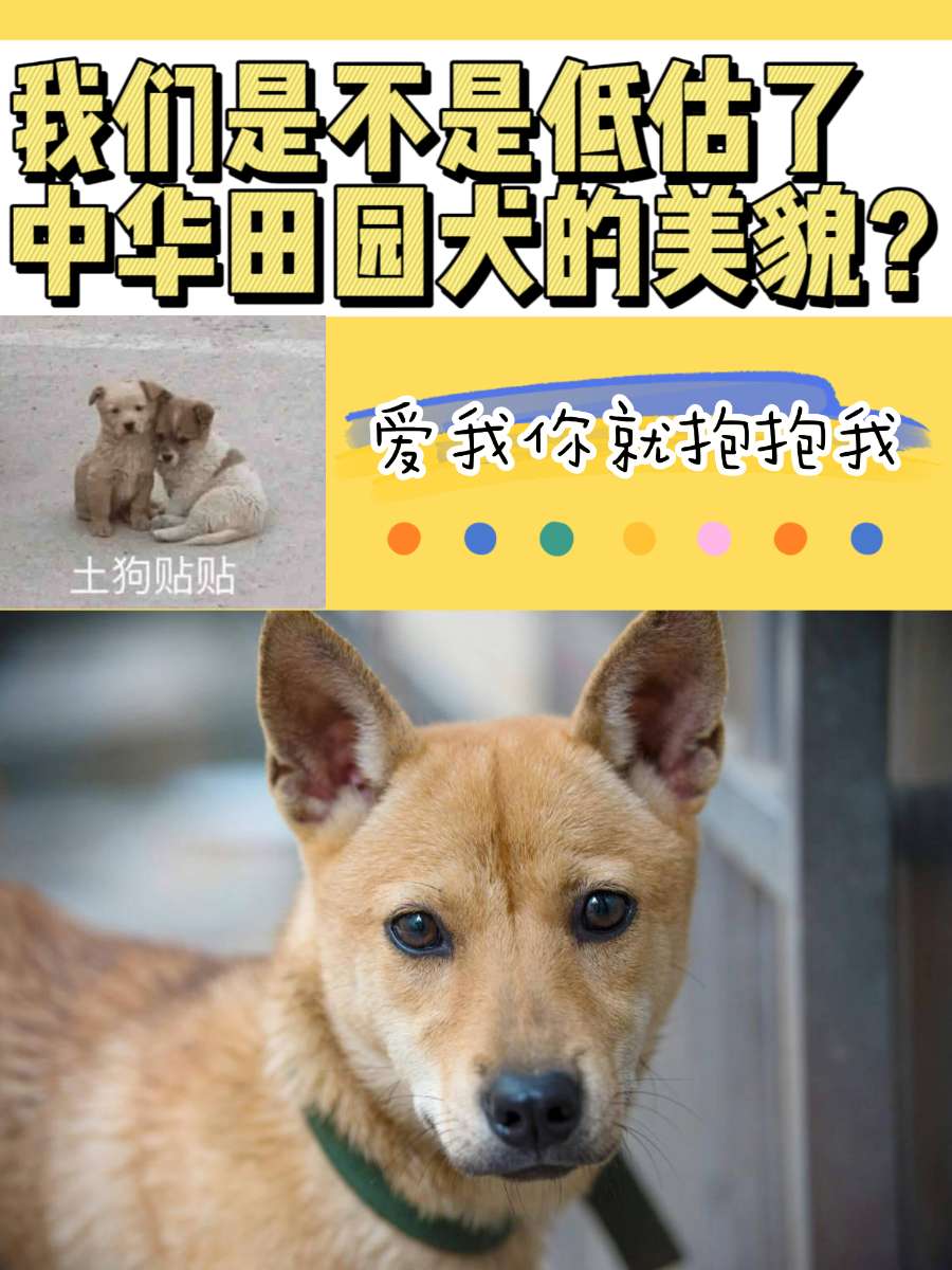 我们是不是低估了中华田园犬的美貌？