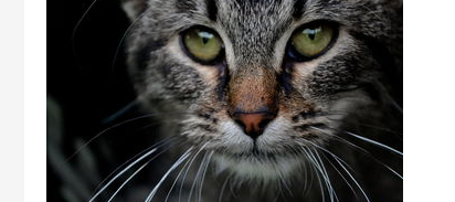 猫咪鼻子干怎么办？猫咪鼻子干干的是不是生病了？