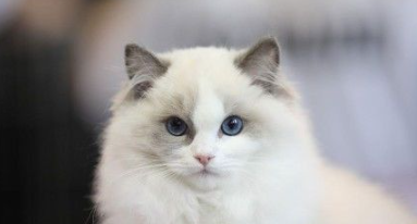 布偶猫只吃猫粮可以吗?布偶猫吃猫粮还有这样的讲究 布偶猫只吃猫粮可以吗?布偶猫吃猫粮还有这样的讲究