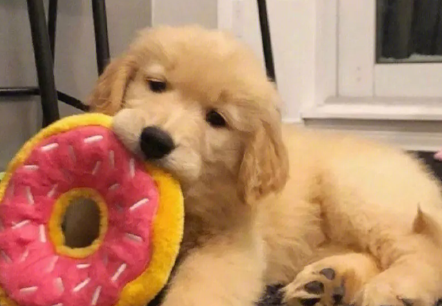 金毛鼻头发红怎么回事?金毛犬鼻头发红如何解决? 金毛鼻头发红怎么回事?金毛犬鼻头发红如何解决?