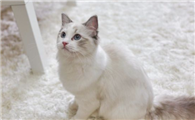 布偶猫什么时候定型?布偶猫定型原来要这么久!