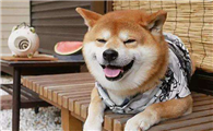 柴犬的饲养方法，饲养柴犬有哪些需要注意的？