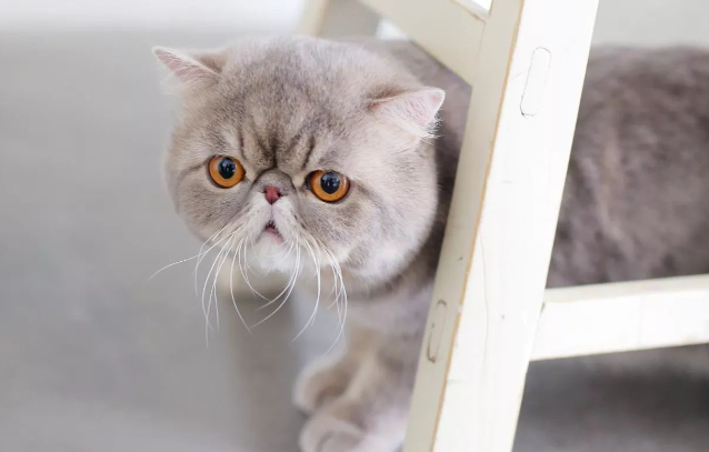异国短毛猫的喂养方法和美容注意事项? 异国短毛猫的喂养方法和美容注意事项?