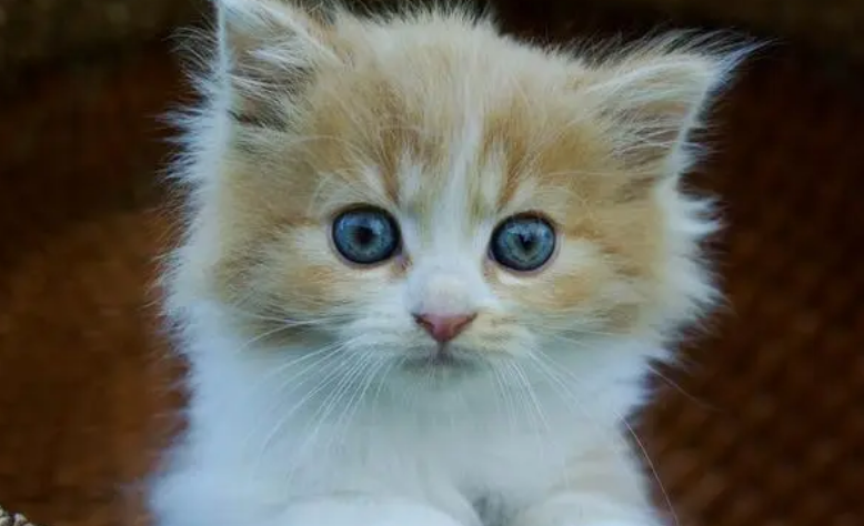 小猫受凉了呕吐怎么办？