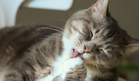 猫哈气怎么办？