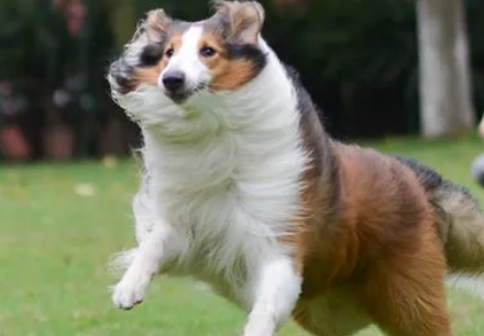 训练狗狗失败三个原因？