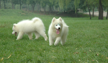 中国萨摩耶犬舍哪个好 中国萨摩耶犬舍哪个好