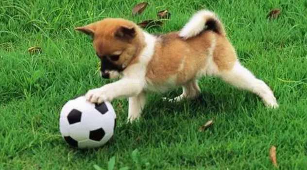怎么纠正狗狗的一些不好的习惯?如何纠正爱犬的不良行为? 怎么纠正狗狗的一些不好的习惯?如何纠正爱犬的不良行为?