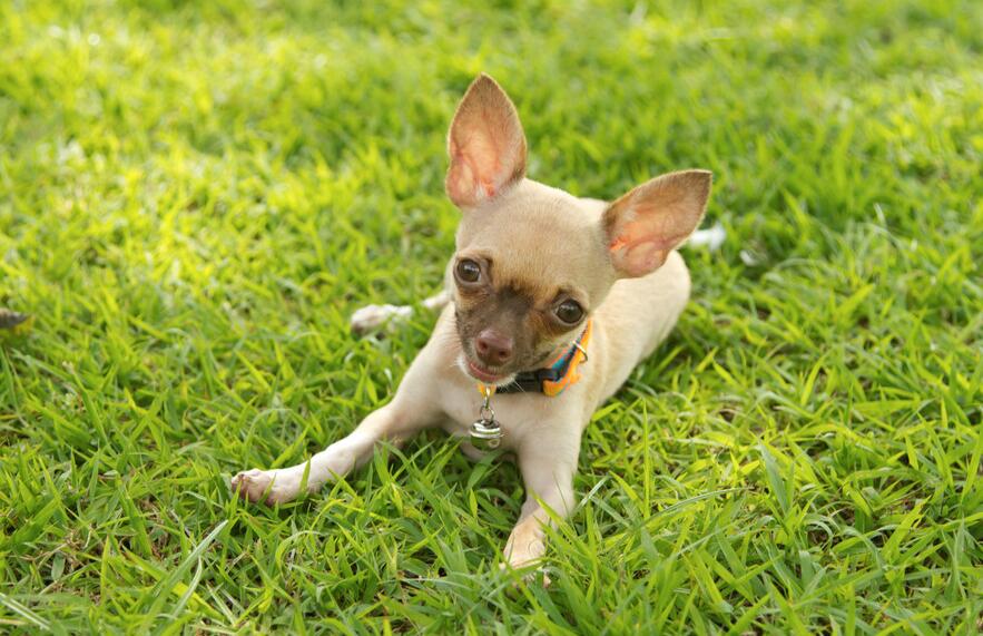 小型犬吉娃娃图片
