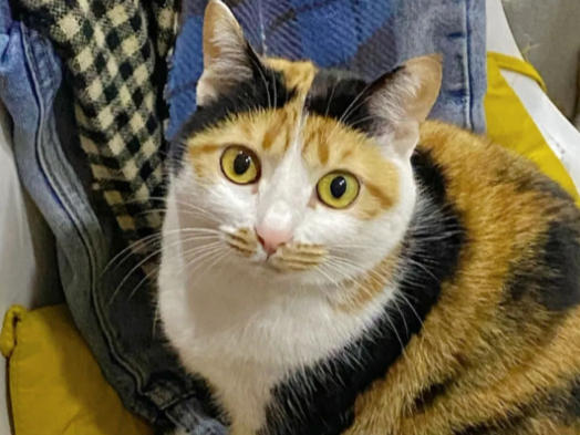 本土三花猫价格多少钱一只