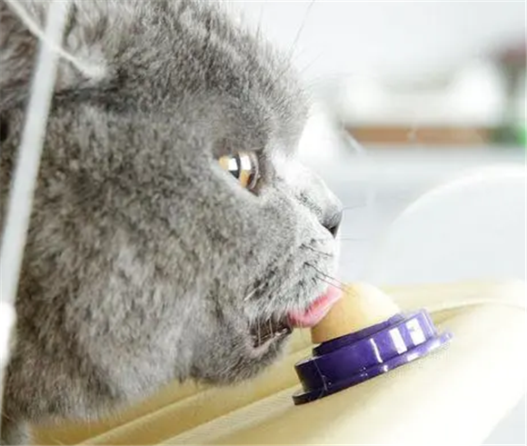 hanpinpets猫糖舔舔乐多少钱